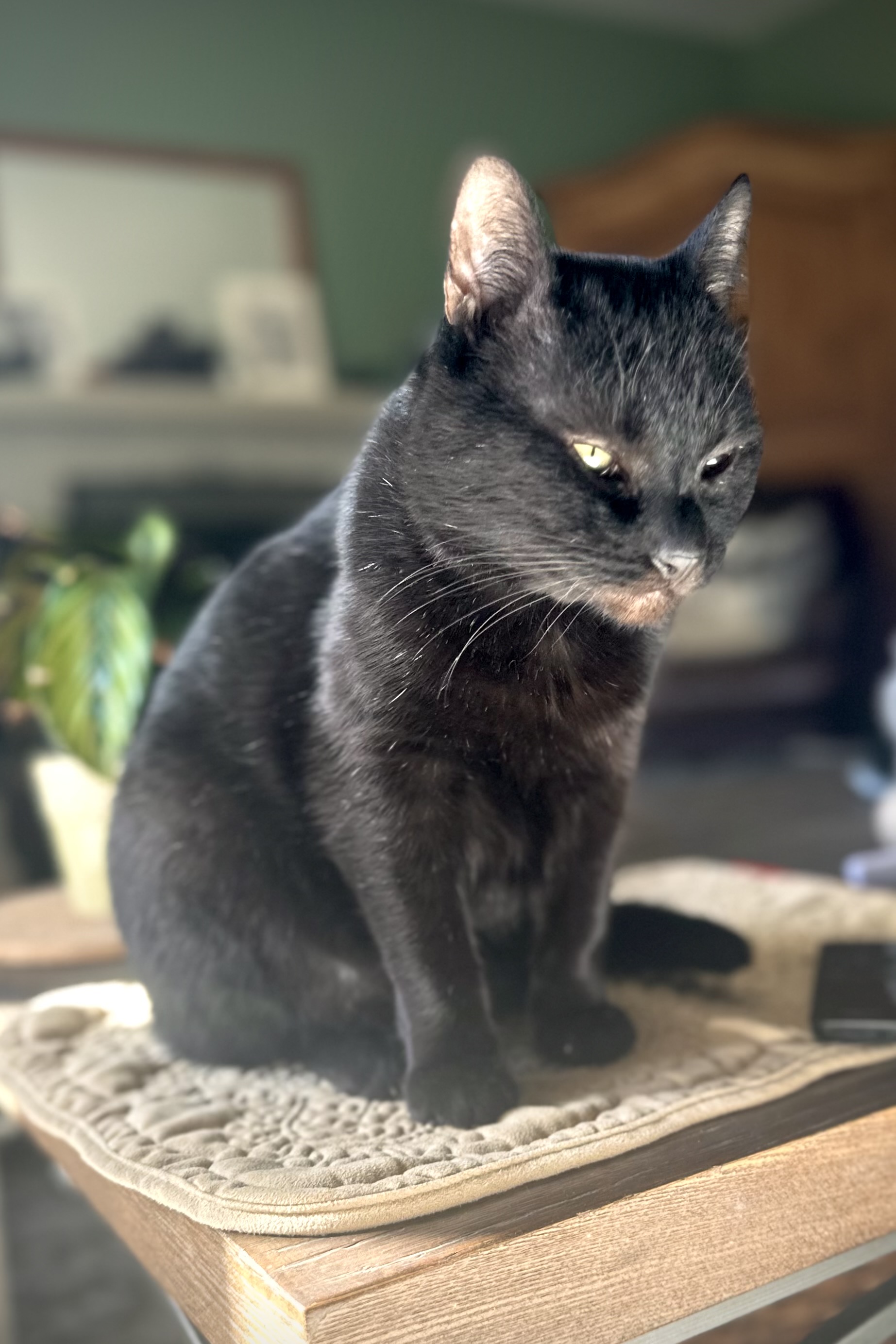 Bumper – Prophet of the Void