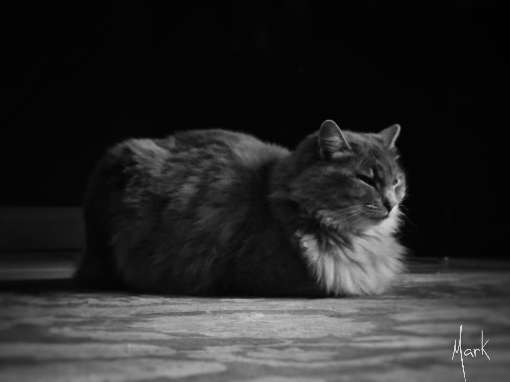 Black and white photo of a grey cat sitting like a loaf of bread.